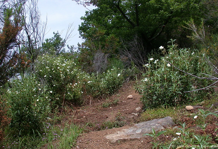 Cistus laurifolius / Cisto maggiore